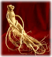 GINSENG